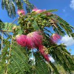 Albízia ružová (Albizia Julibrissin) ´OMBRELLA´® - výška 180-200 cm, kont. C35L - VIACKMENNÁ